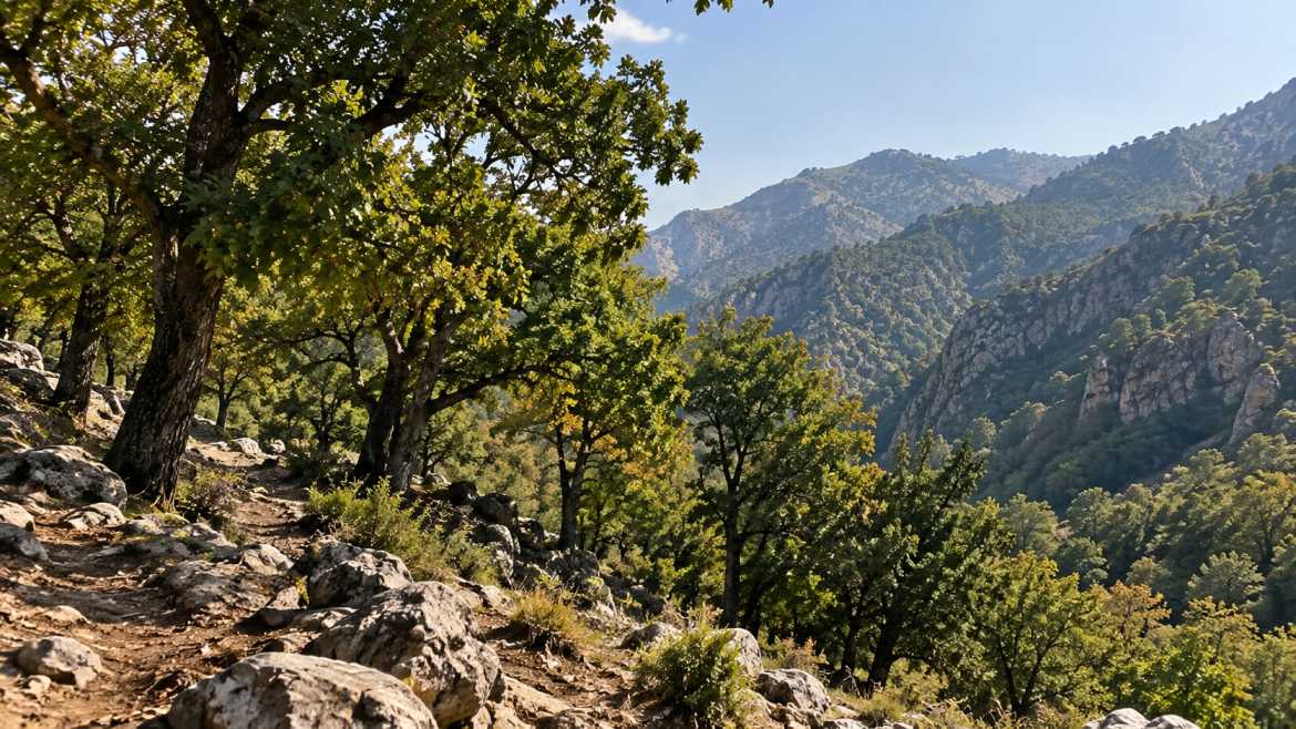 نمایی طبیعی از جنگلهای بلوط زاگرس در اطراف آبشار بیشه لرستان، با دامنههای کوهستانی و مسیر سنگی جنگلی