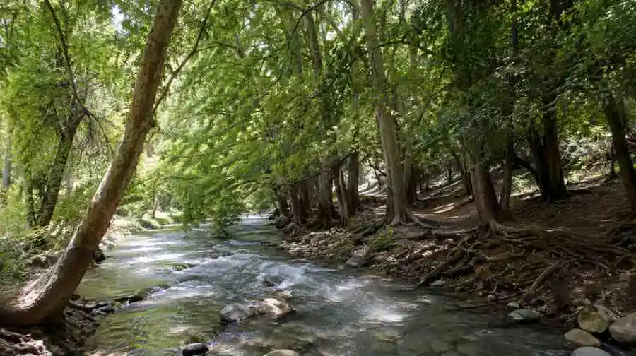 جنگل سراب گیان