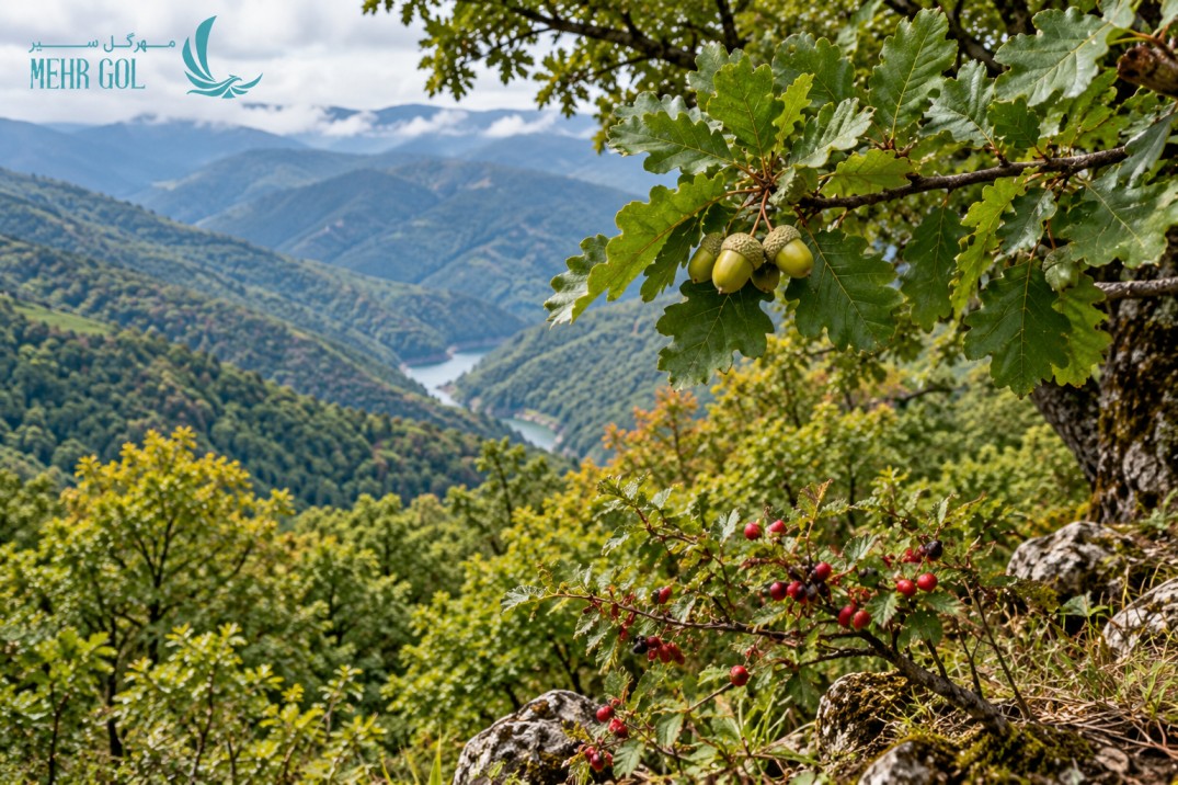 پوشش گیاهی جنگل ارسباران و درختان بلوط
