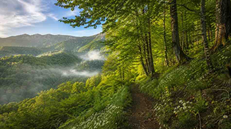 جنگل الیمستان کجاست؟